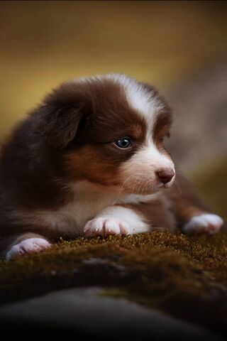 Adorable Puppy Dreams 🐾