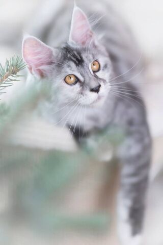 Whiskers of Wonder: The Gray Kitten's Adventure 🐾✨