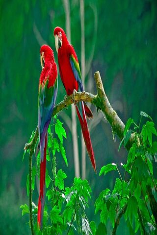 Tropical Romance: A Pair of Love Birds 🌿❤️
