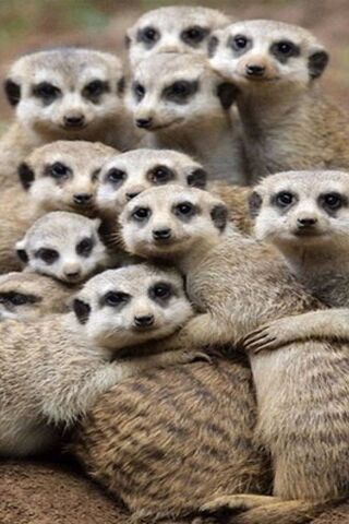 Meerkat Mingle: A Cozy Clan Gathering 🐾