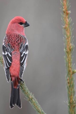 Charming Crimson Companion 🐦✨