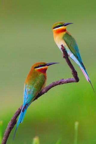 Golden Glimmers: The Majestic Bee-Eater