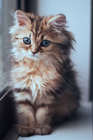 Whiskers of Wonder: The Fluffy Kitten