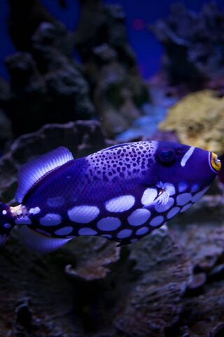 Underwater Wonder: The Vibrant Fishy 🌊🐟