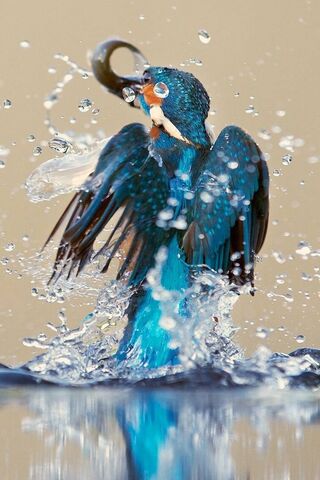 Majestic Dive of the Blue Kingfisher 🐦💦