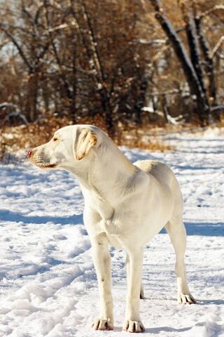 Frosty Paws: A Winter Adventure