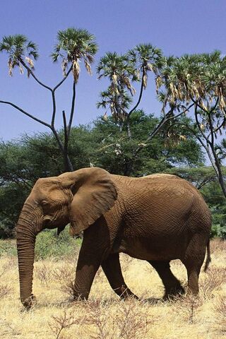Majestic Giants of the Savannah 🌍🐘