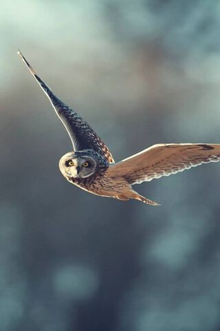 Phoneky Wallpaper Burung Hantu Hd