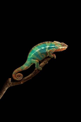 Serene Colors of the Calm Chameleon 🌈🦎
