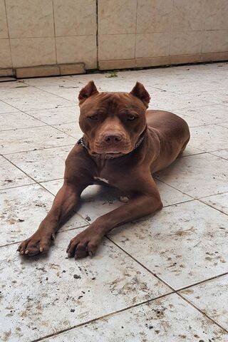 Pitbull