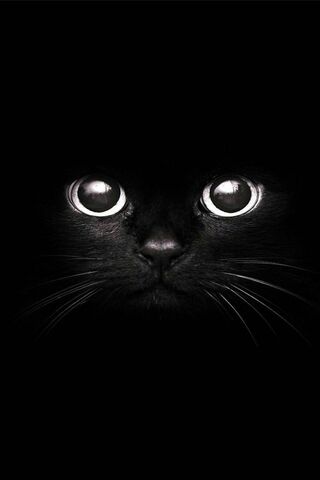 Black Cat Wallpaper - Download to your mobile from PHONEKY