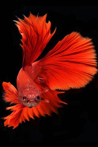 Flame of the Aquarium: ..