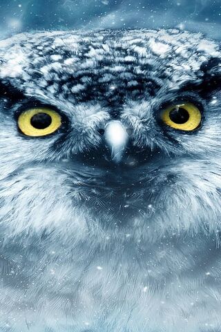 Owl Wallpaper - Download to your mobile from PHONEKY