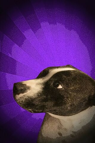 Staffy Star: A Portrait of Loyalty 🌟🐾