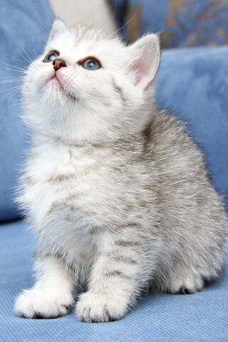 Whiskers of Wonder: The Adorable Kitten 🌟🐾