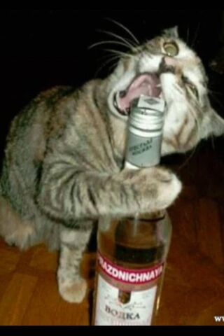 Feline Fun with a Twist! 🍸🐾