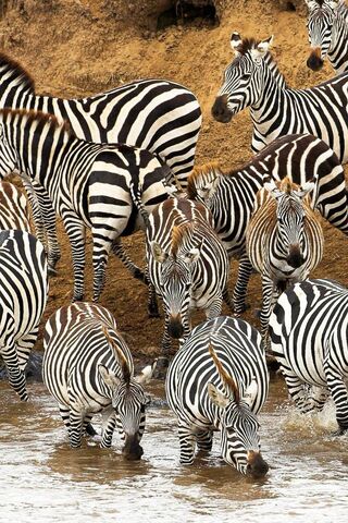 Zebras By The River