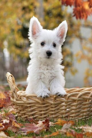 Adorable Pup in a Cozy Basket 🐾❤️