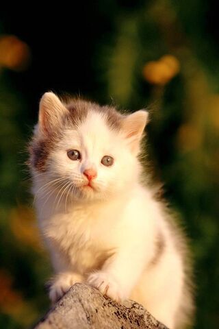 Adorable Whiskers in the Sun ☀️🐾