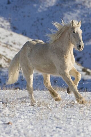 White Horse Wallpaper - Download to your mobile from PHONEKY White Horse Wallpaper - Download to your mobile from PHONEKY