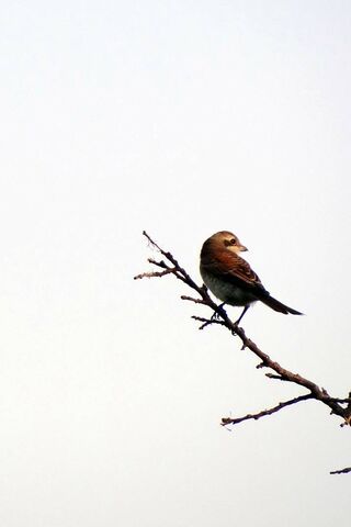 Birdie on a Branch: A Moment of Serenity 🐦✨