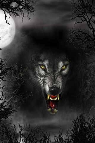खतरा भेड़िया वॉलपेपर - PHONEKY से अपने मोबाइल पर डाउनलोड करें