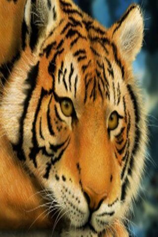 PHONEKY - Tigre HD Wallpapers