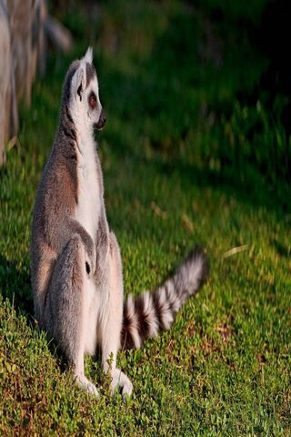 Lemur Lounge: Nature's Playful Acrobat 🐾