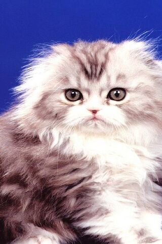 Adorable Fluffball 🐾