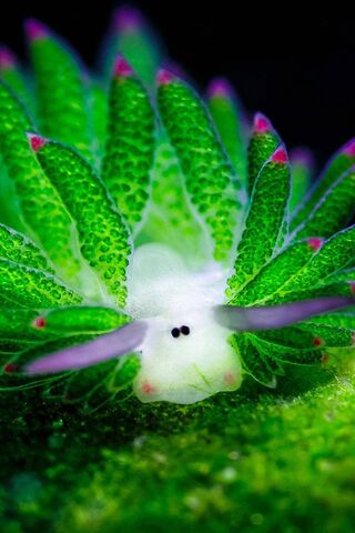 The Enchanting Sea Slug: Nature's Underwater Wonder 🌊✨