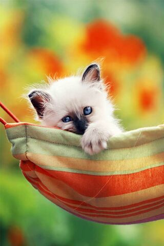 Kitty's Cozy Retreat 🐾🌼