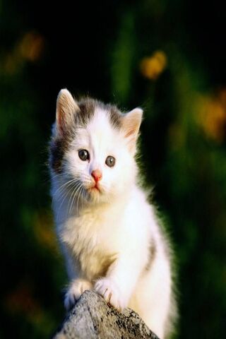 Curious Whiskers: A Kitten's Gaze