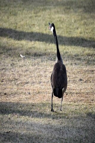 The Quirky Call of the Screaming Goose! 🦢🎶