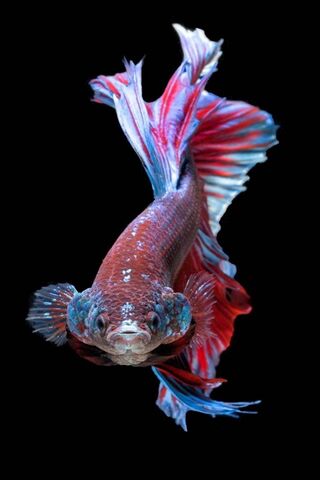 The Vibrant Betta: Nature's Living Art 🎨🐟