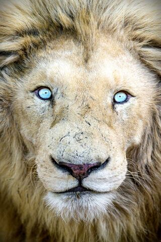 Majestic Gaze: The Blue..