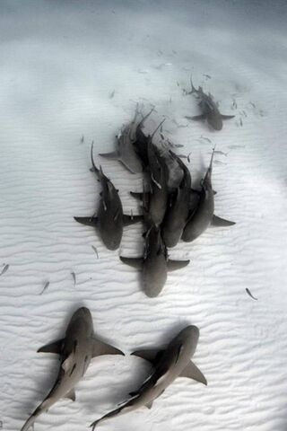 Beneath the Waves: A Shark Gathering 🌊🦈