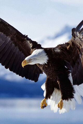 Majestic Flight: The Ea..