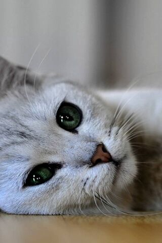Whiskers of Wonder: A C..