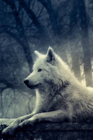 Wolf