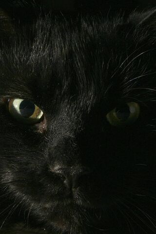 Mystery of the Midnight..