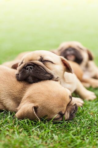 Wallpapers Iphone
