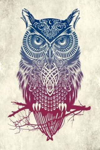 Hd Owl Design