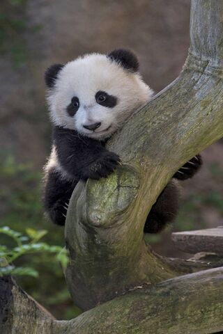 Adorable Panda Playtime..