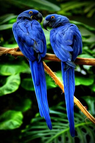 Paradise Parrots