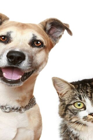 Paws and Whiskers: The Perfect Duo! 🐶🐱