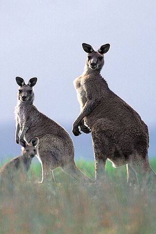 Kangaroo Family in the Wild 🦘🌿