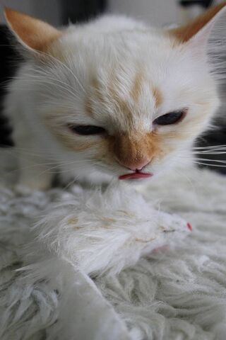 Whiskers and Whimsy: The Playful Kitties