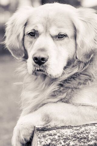Golden Serenity: A Dog'..