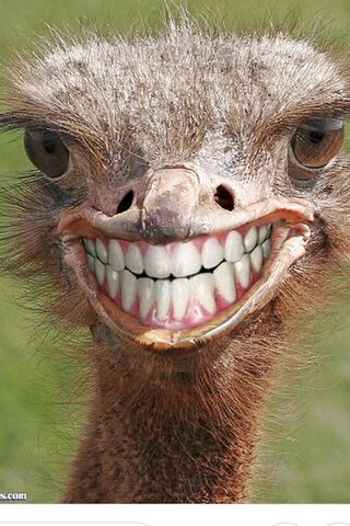 Ostrich with a Grin: Nature's Comedian! 😂