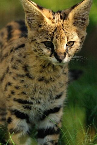 Savannah's Little Hunte..